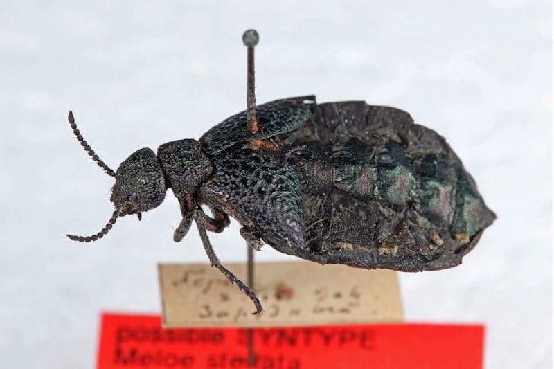 علماء أوروبيون يتوصلون إلى اكتشاف حشرة نادرة في جبال الأطلس المغربية