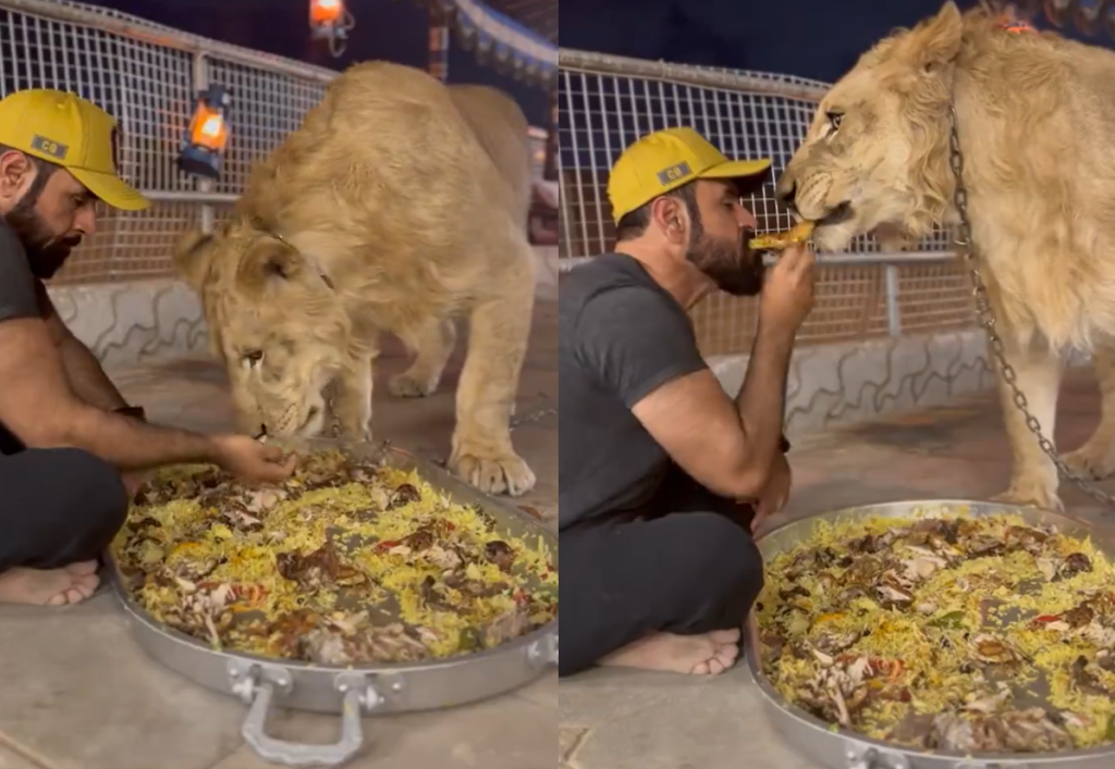 “كأنه قط أليف”.. ما فعله شاب خليجي بأسد مفترس لا يُصدق (فيديو) وطن