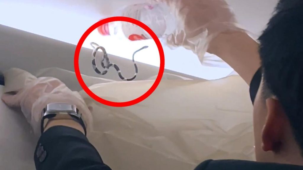 ثعبان فوق رؤوس المسافرين داخل طائرة .. كيف اصطادوه بعدما أثار الفزع في الجو! (فيديو) وطن