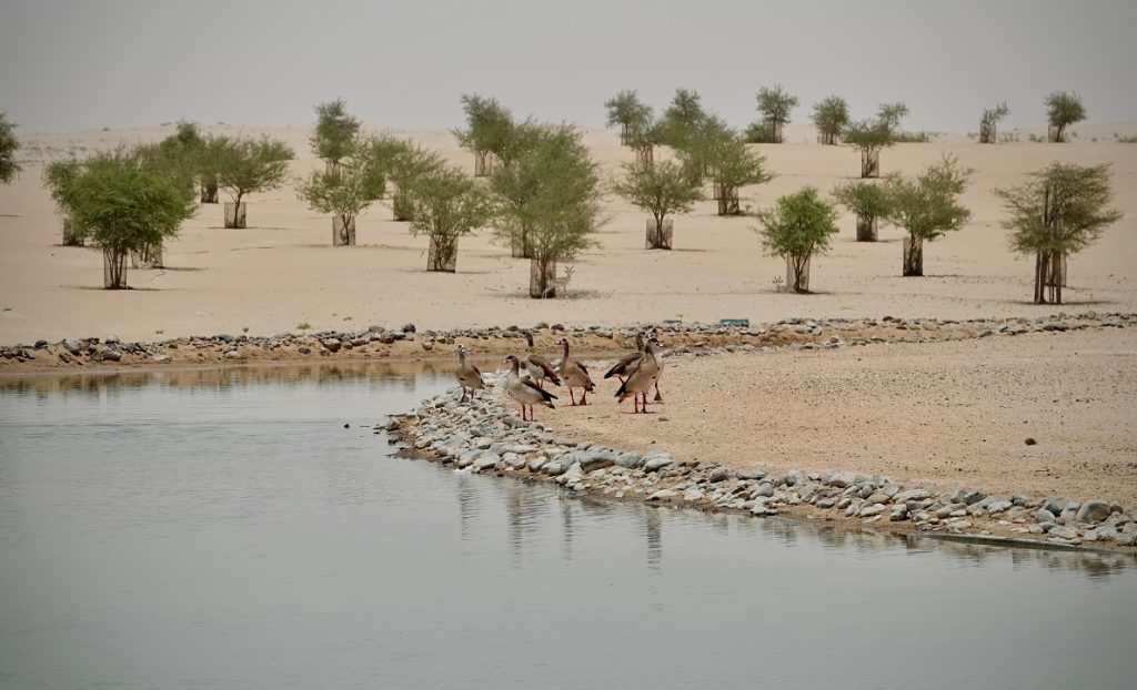 بحيرات القدرة في دبي.. وجهة سياحية فريدة للاستمتاع بأجمل شتاء في العالم