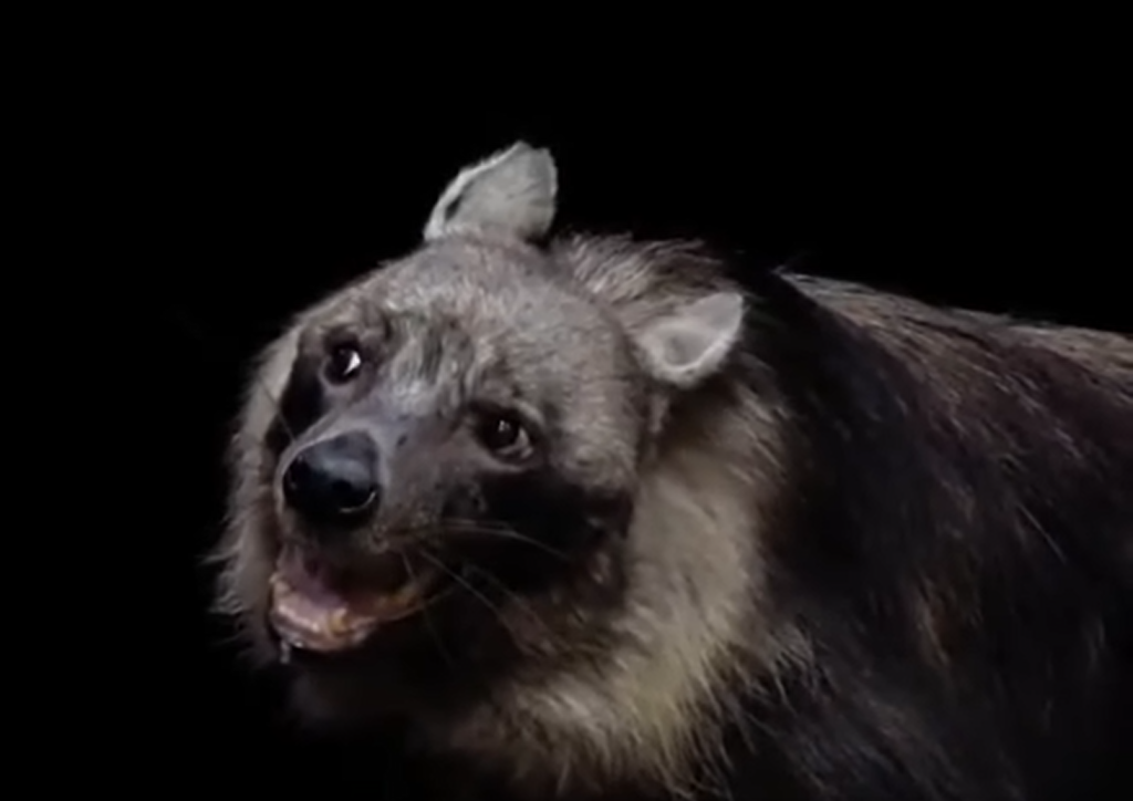 كابوس الفهود والنمور.. لماذا ينافس “الضبع البني” ملك الغابة؟ (فيديو) وطن