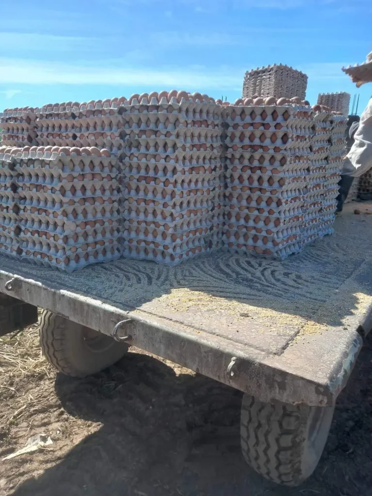 البويرة: إتلاف 700 ألف بيضة مصابة بالسالمونيلوز