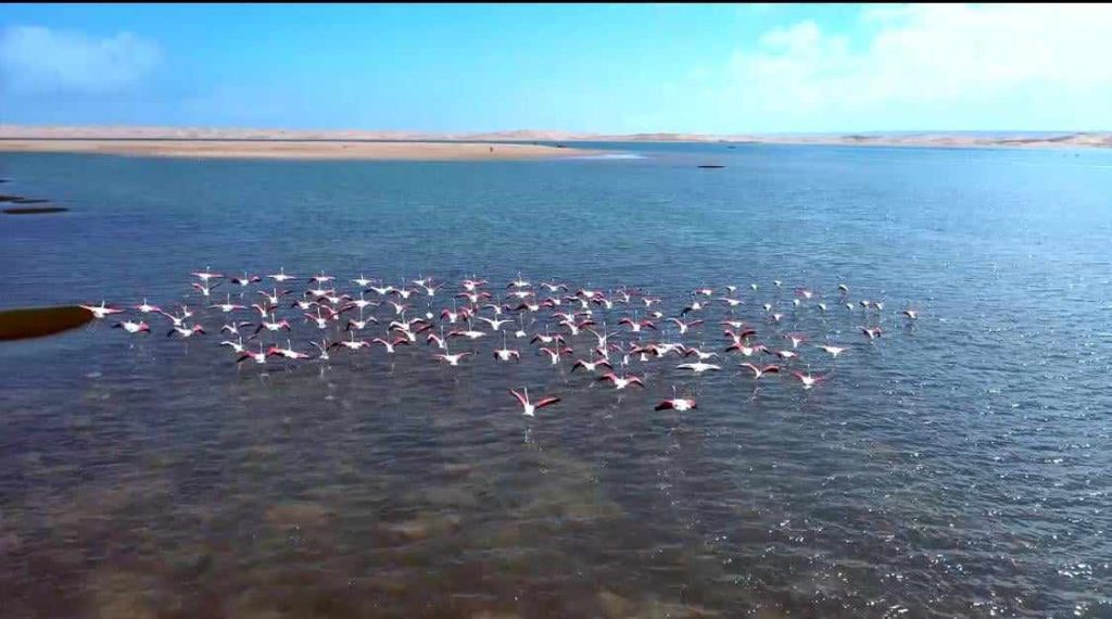 “أسرار الطبيعة”.. سلسلة وثائقية تنبش في الثروة الحيوانية والنباتية على القناة الأمازيغية