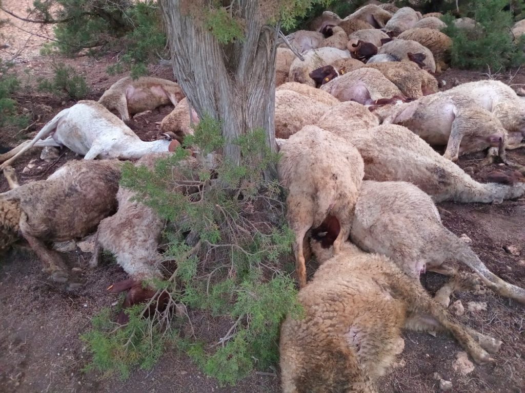 قبيل عيد الأضحى.. صاعقة تتسبب في نفوق 54 رأسا من الغنم بصفرو (صور)