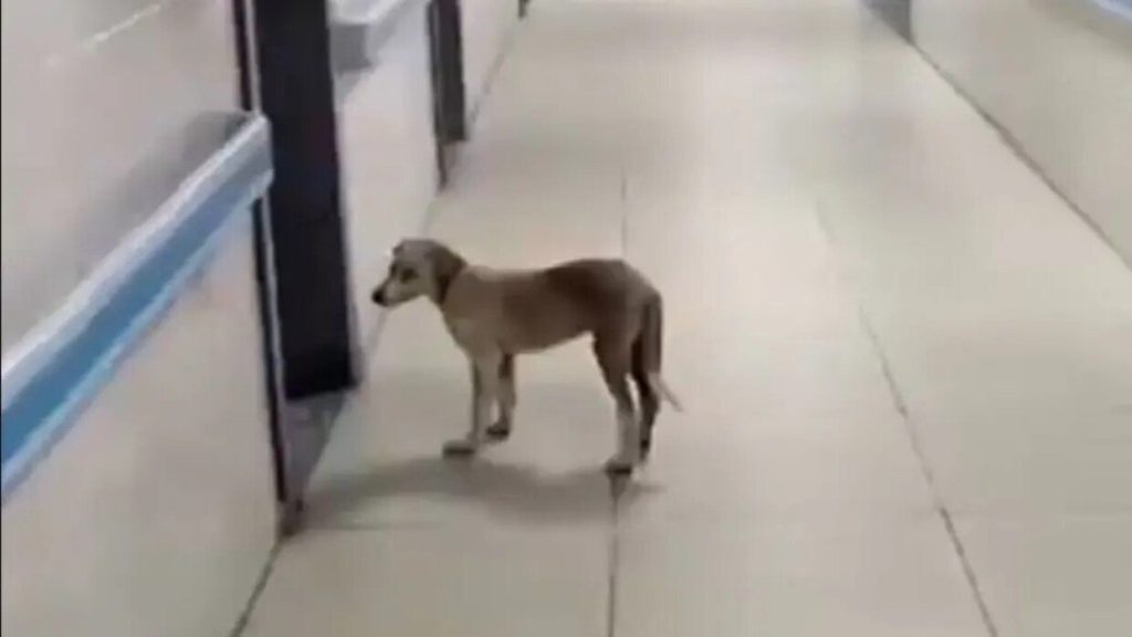 واقعة مثيرة للجدل داخل مستشفى في مصر.. ومسؤول يعلق