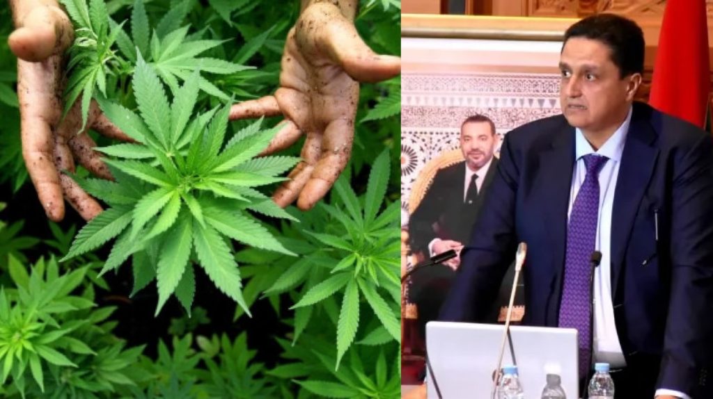 العفو الملكي على مزارعي “الكيف” سيساهم في تحقيق التنمية المستدامة بجهة الشمال