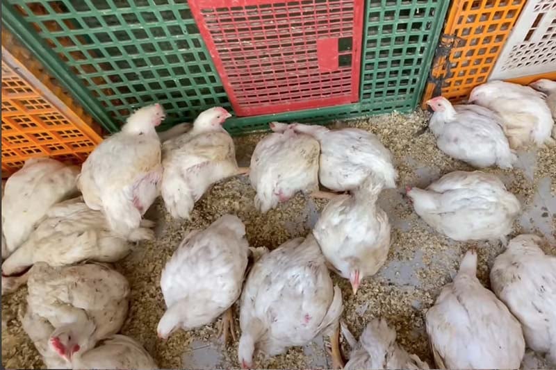 غلاء الدجاج في طنجة