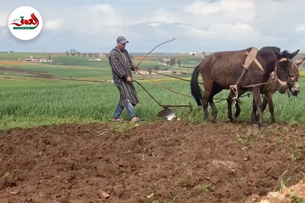 بعد سنوات “عجاف”.. الأمطار تحيي آمال الفلاحين وسط توقعات بانتعاش المحاصيل