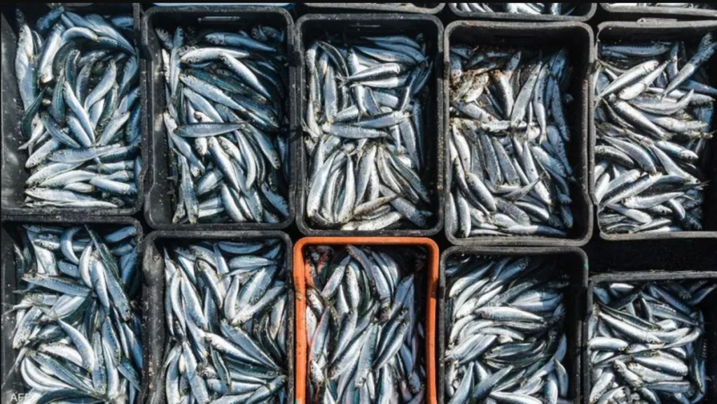 لماذا لا تنعكس الثروة السمكية الهائلة للمملكة على أسعار الأسماك بالأسواق؟