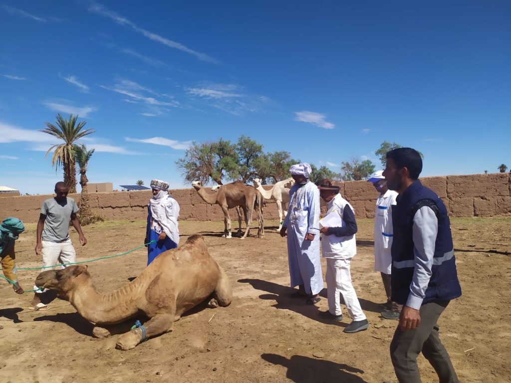 “أونسا” تتقصى مرضا غامضا يصيب الإبل في امحاميد الغزلان وزاكورة