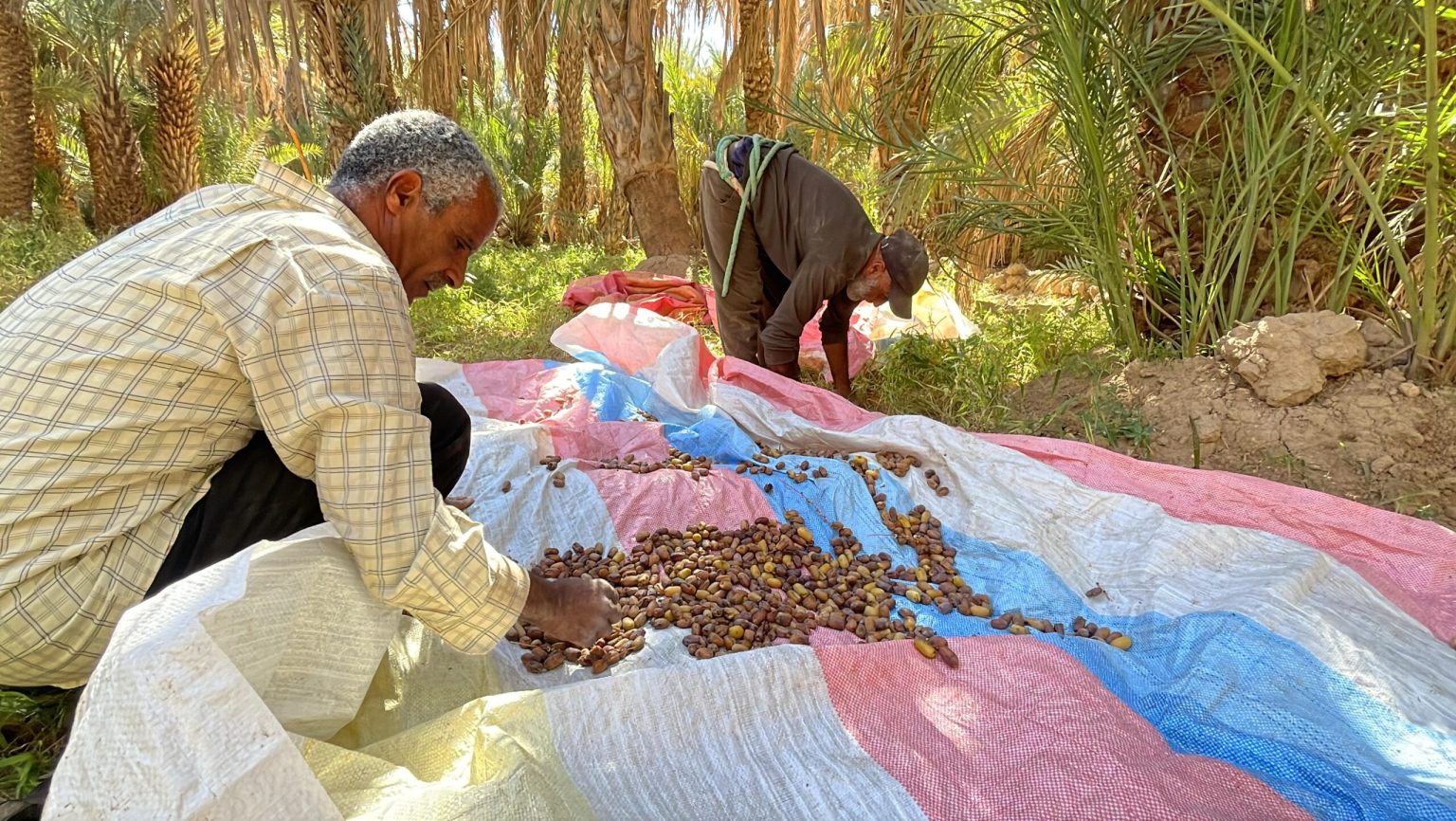 وسط توقعات بإنتاج 103 آلاف طن.. “هزالة” محصول التمور تؤرق فلاحي الواحات