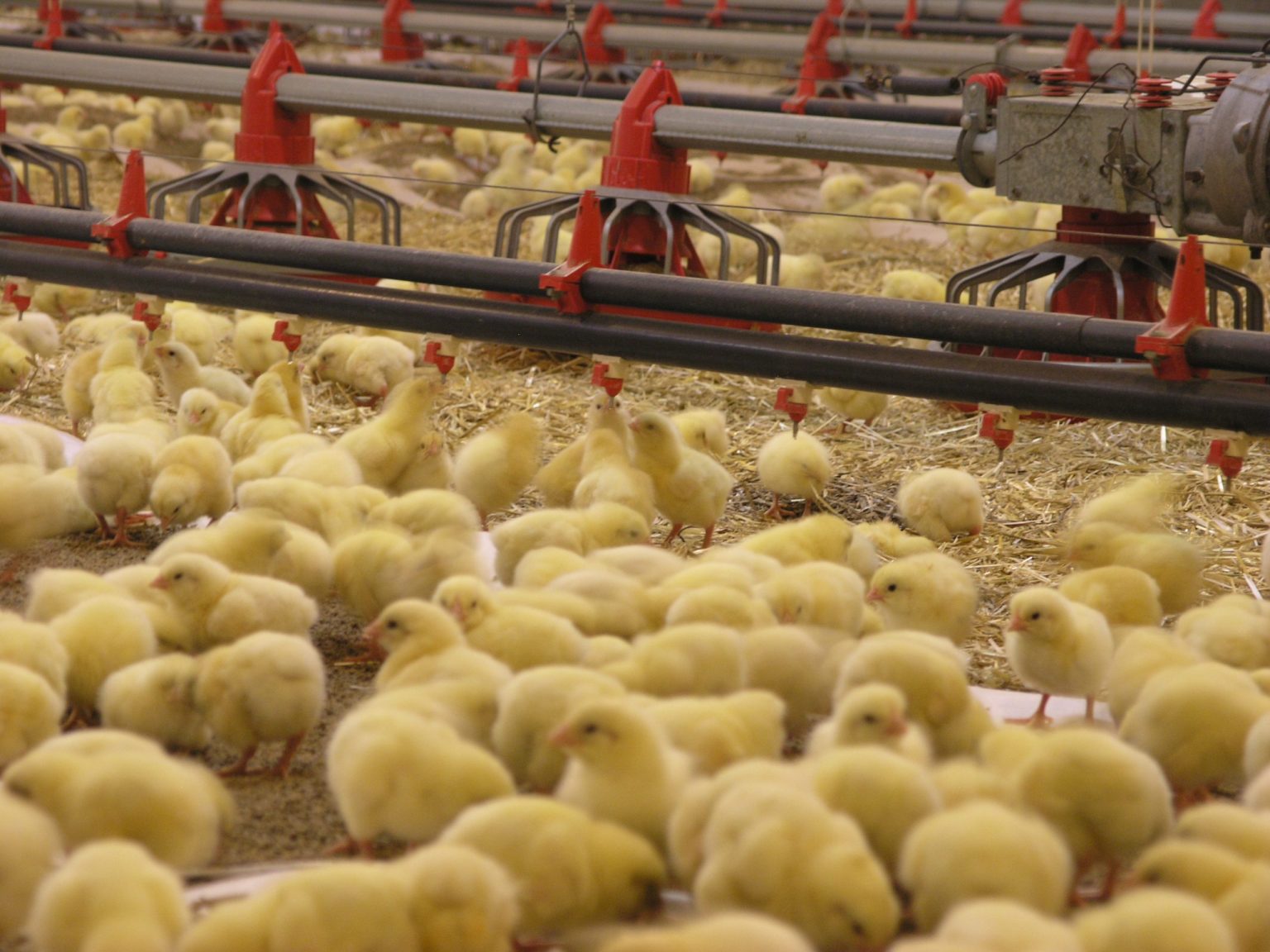 مربو الدواجن يطالبون الحكومة بإعفاء الكتاكيت والأعلاف المركبة من رسوم الاستيراد