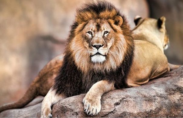 صورة لأسد بتسريحة شعر فريدة تشعل مواقع التواصل 🦁…