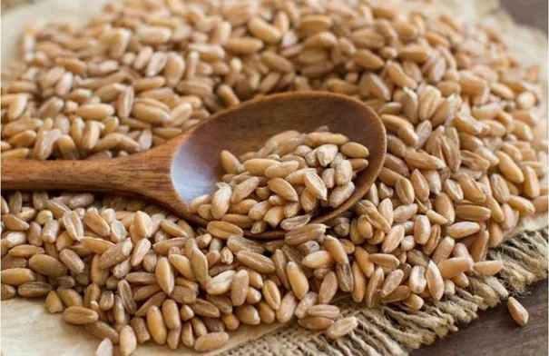 بولندا تفرض حظرا غير محدد المدة على استيراد الحبوب…