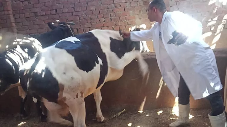 “الزراعة”: تحصين أكثر من 700 ألف رأس ماشية ضد الحمى القلاعية والوادي