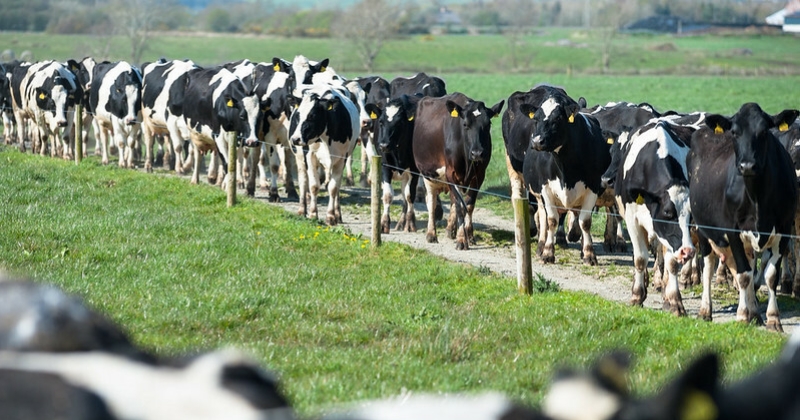 تفشي مرض التهاب الجلد العقدي شديد العدوى في الماشية بجنوب غرب فرنسا