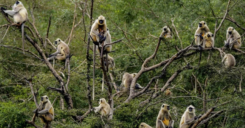 انقلاب شاحنة بولاية مسيسيبي الأميركية.. وفرار قرود عدوانية