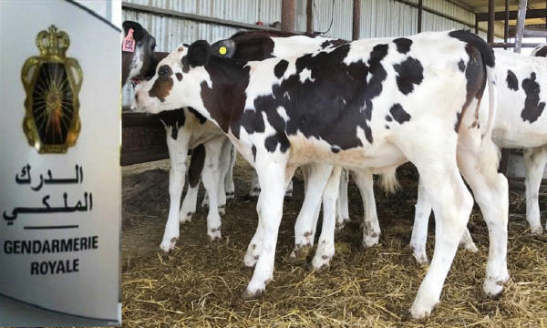 الفراقشية يضربون مجددا بالحوزية.. سرقة بقرتين من منزل سيدة مسنة تستنفر درك أزمور