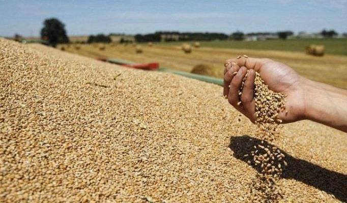 القطاع الفلاحي يرفع مساهمته إلى 7,9%.. والحكومة تتوقع إنتاج 70 مليون قنطار من الحبوب هذا العام