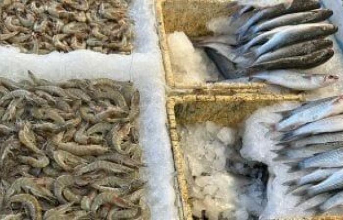 ثعبان البحر أكلة بورسعيدية تجمع الفخامة والطابع الشعبى.. صور