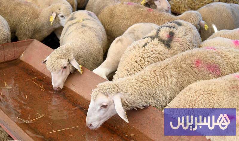 “الكسابة” ينبهون لبيع إناث الماشية