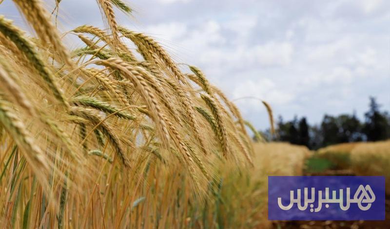تحاليل تقيس “جودة القمح” بالمغرب
