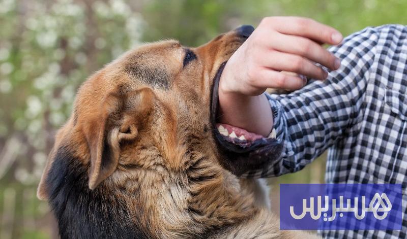 رغم برامج الوقاية .. السعار يكشف محدودية تدبير الكلاب الضالة بالمغرب