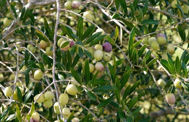 الجفاف خفّض إنتاج الزيتون 10 آلاف طن…