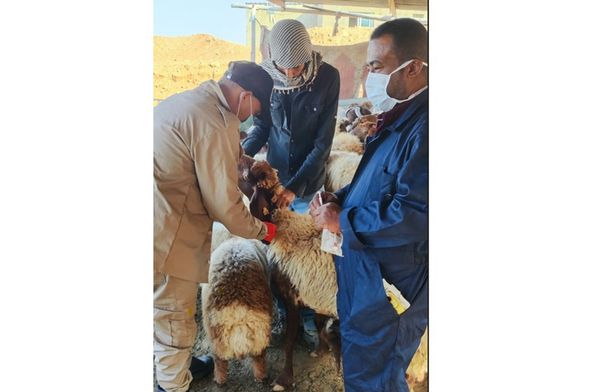 بدء حملة الترقيم الإلكتروني للمواشي في الأغوار الشمالية…