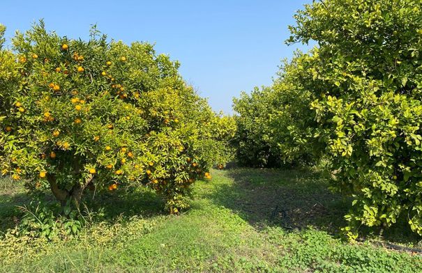 الأمطار تجدد آمال مزارعي الأغوار الشمالية بتحسن الموسم…