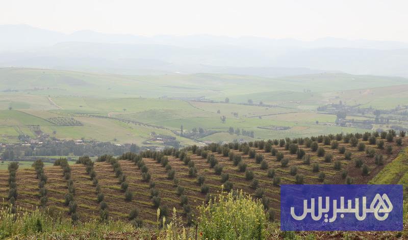 تساقطات مهمة بالشمال تنعش المخزون المائي وتبشّر بموسم زيتون جيد