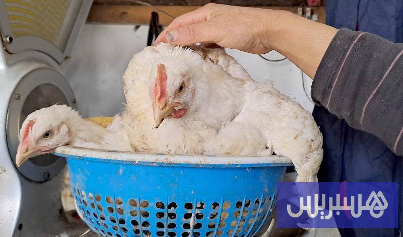 ثنائية العرض والطلب تواصل إجبار أسعار “الدجاج الحي” على التراجع