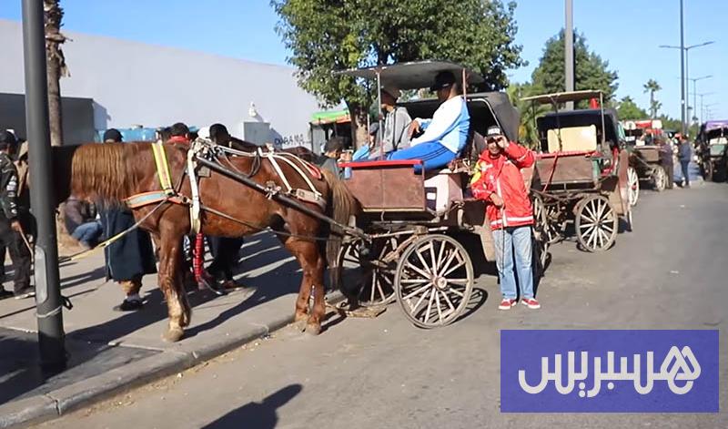 جمعيات تنادي بإنقاذ حيوانات مهملة