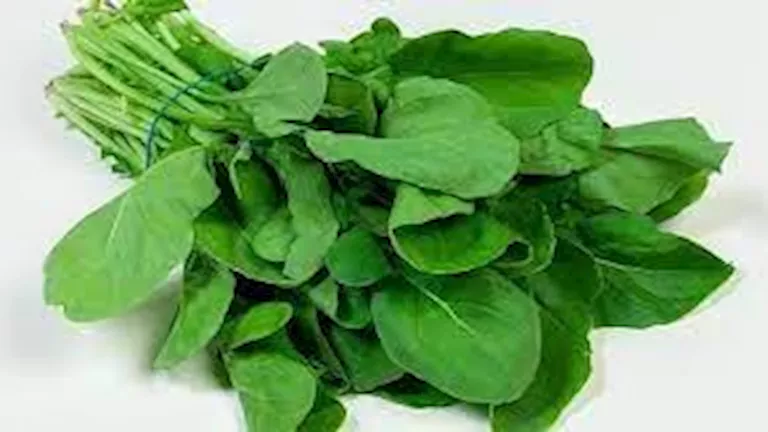 “منها دعم صحة العين.. 5 فوائد صحية للجرجير