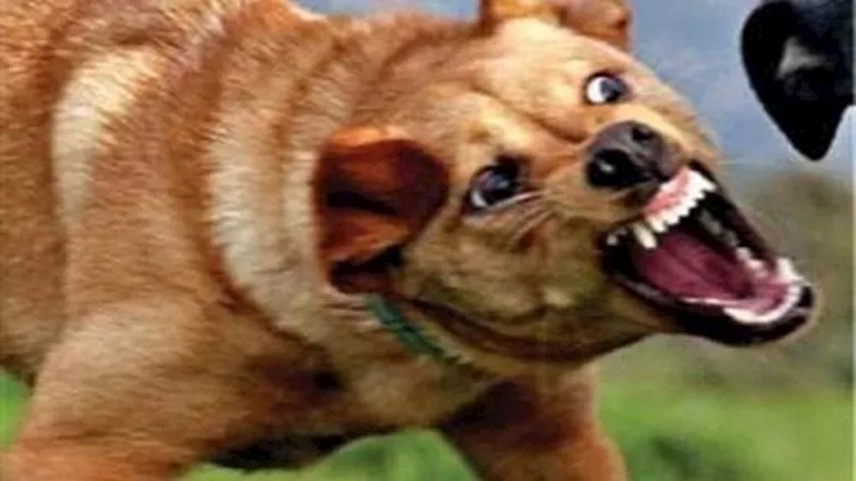 كلب ضال يعقر 9 أشخاص في أسوان.. والطب البيطري يٌكثف حملاته لمنع تجمع ا