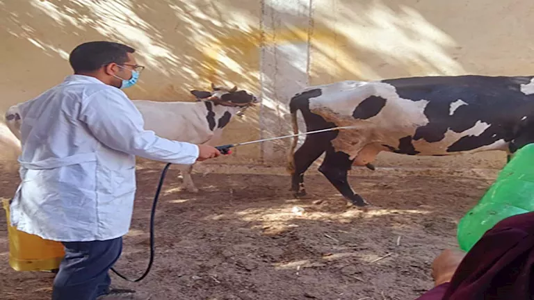 4 مليون جرعة.. الخدمات البيطرية: جهود مكثفة لتحصين المواشي ضد الحمى ال