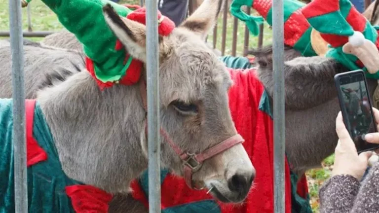 واقعة غريبة.. إلغاء احتفالات الميلاد في مدينة بريطانية بسبب الحمير