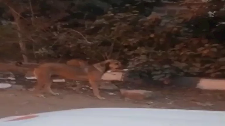 إجراءات عاجلة من محافظة البحيرة للتعامل مع ظاهرة انتشار الكلاب الضالة