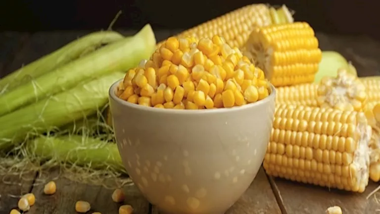 فوائد غير متوقعة لـ حبوب الذرة على صحة الجسم