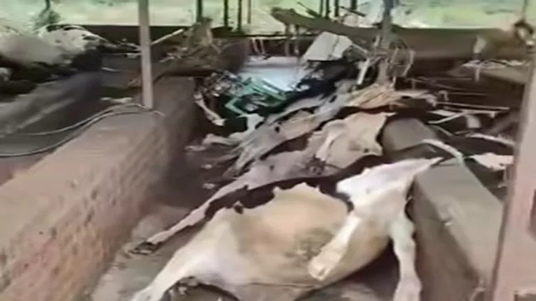 “الزراعة” تكشف حقيقية الفيديو المتداول عن حالات نفوق الماشية