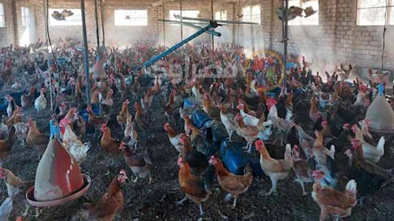 ارتفاع أسعار الفراخ اليوم الخميس 6-11-2025 بالأسواق (موقع رسمي)