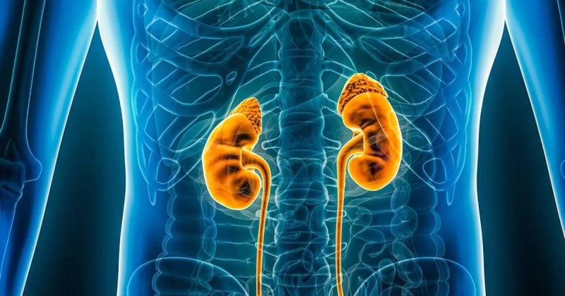 دواء جديد يحمي مرضى السكري من تلف الكلى