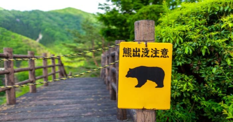 اليابان تكافح الدببة بعد تكاثر هجماتها على البشر