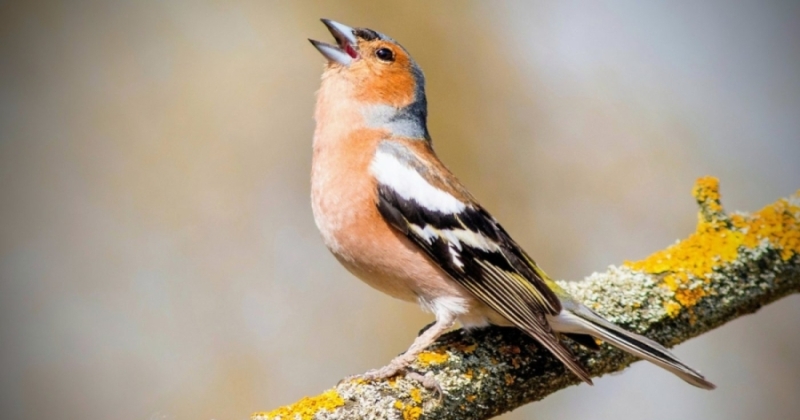 دراسة: تغريد الطيور يحسن الحالة النفسية ويكافح الاكتئاب