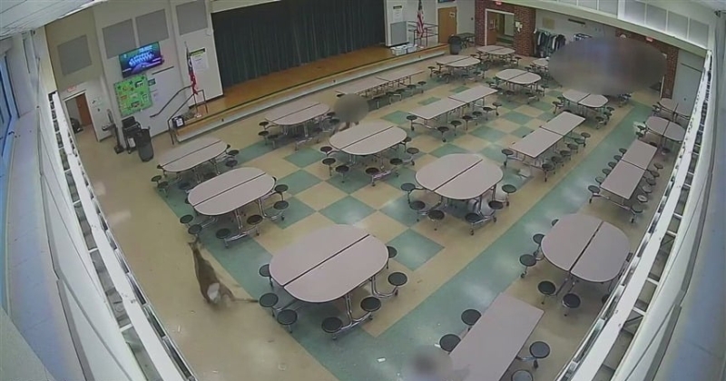 غزال يقتحم مدرسة أميركية ويثير هلع الطلاب