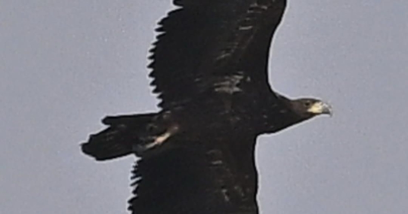 توثيق أكبر طائر جارح في محمية الجهراء