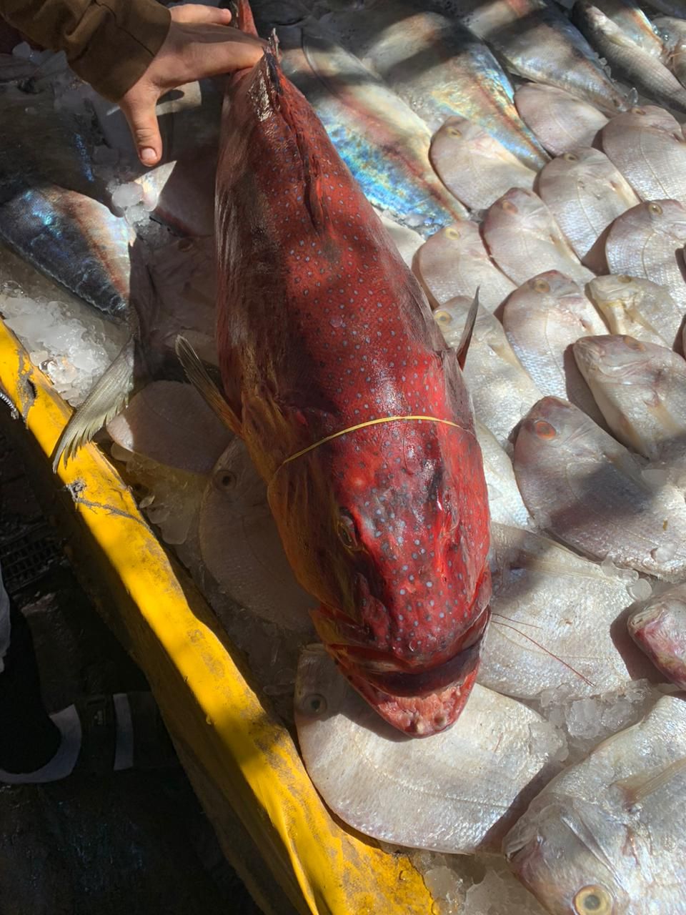 يصل سعرها 3500 جنية للسمك الواحدة يصل سعرها 3500 جنية للسمك الواحدة