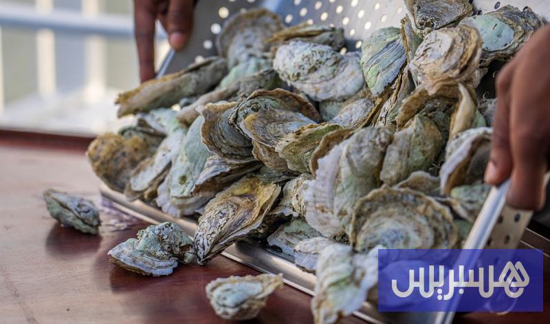 حظر جمع الصدفيات بسيدي بولفضايل