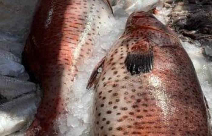 الكيلو يصل لـ450 جنيها.. “الناجل” ملكة أسماك البحر الأحمر.. صور