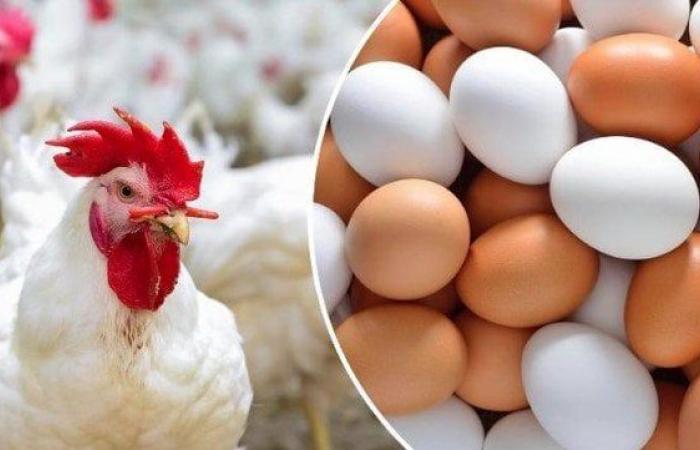 : الفراخ
البيضاء
بكام؟..
أسعار
الدواجن
والبيض
اليوم
الأحد
16
نوفمبر
2025